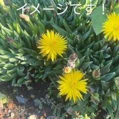 テルナミ 三時草 多肉植物