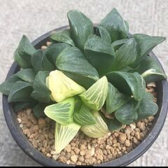 ムチカ錦　ハオルチア　多肉植物