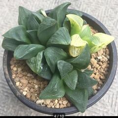 ムチカ錦　ハオルチア　多肉植物の画像