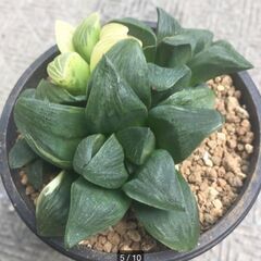 ムチカ錦　ハオルチア　多肉植物の画像