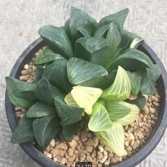 ムチカ錦　ハオルチア　多肉植物の画像
