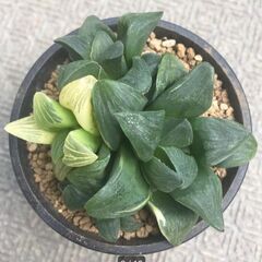 ムチカ錦　ハオルチア　多肉植物の画像