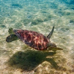 🐢見つけれる人と🤿シュノーケル行きます‼️