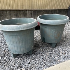 蜂　プラ