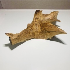 流木　約40センチ