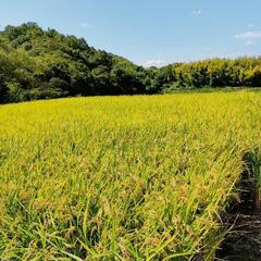 淡路島産 新米❗️ キヌヒカリ30キロ 淡路島産 新米❗️ キヌヒカリ30キロ