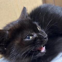 子猫里親募集