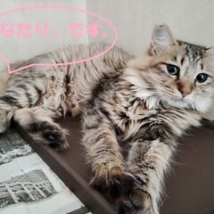 トライアル決まりました長毛種、1才半の女の子、優しくておとなしい猫です