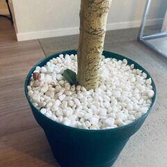 180cm人工観葉植物【1500円】+植木鉢(グレー)【3500円】の画像