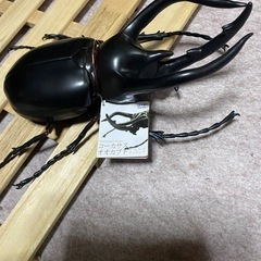コーカサスオオカブトの中古が安い!激安で譲ります・無料で コーカサスオオカブトの中古が安い!激安で譲ります・無料で