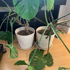 植物