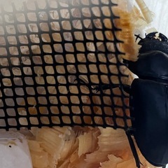 ブータンアンタエウス♂♀pairの画像