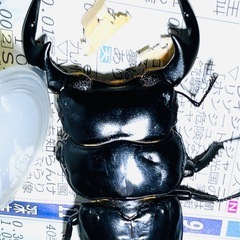 ブータンアンタエウス♂♀pair