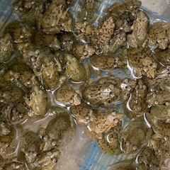 ヌマガエル100匹　大型魚　爬虫類の餌に