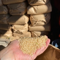 ⑤令和6年度　コシヒカリ　新米の画像