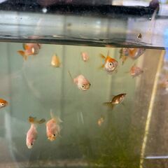 パンダローズテールオランダ・金魚
