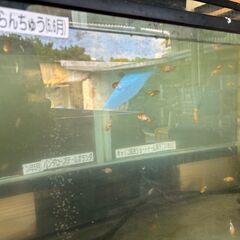 宇野らんちゅう・金魚
