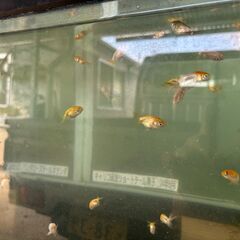 宇野らんちゅう・金魚
の画像