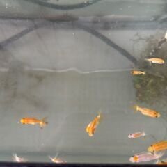 宇野らんちゅう・金魚
の画像