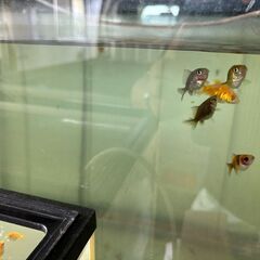 キャリコ琉金ショートテール黒子の画像