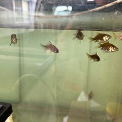 キャリコ琉金ショートテール黒子の画像