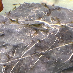 No,6綺麗な川で採取した川エビ🦐100匹➕カワニナセット🐚5匹セット