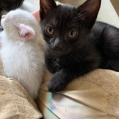 里親募集です。
