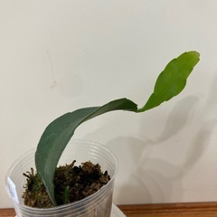 月下美人