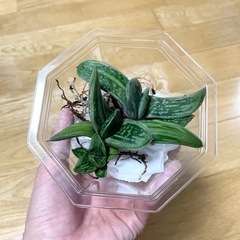 ガステリア3つ
