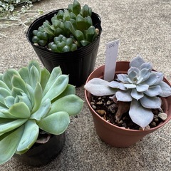 多肉植物3点セットの画像