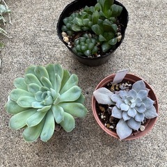多肉植物3点セット