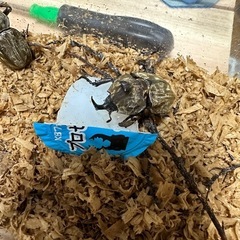 【取引決定】【即ブリ】サビイロカブト　ペア