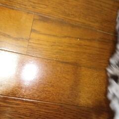 新品未使用ボアリュックサックヒョウ柄の画像