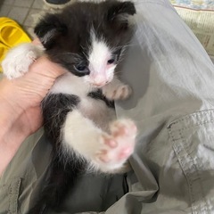 1ヶ月半の黒白ハチワレの男の子