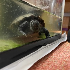 クサガメ里親募集🐢