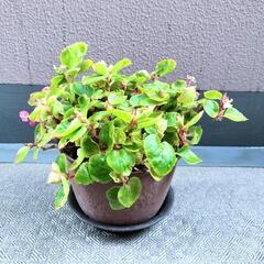 ♥ベゴニア　鉢植え