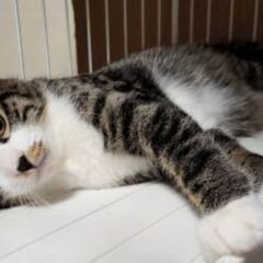 甘えん坊キジ白オス生後5ヶ月
