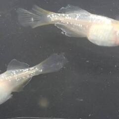 めだか🐟イエローテール半月(メス、チェンジアイ)🌙の画像