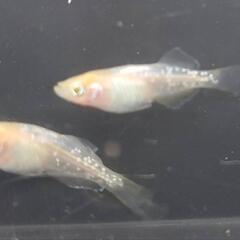 めだか🐟イエローテール半月(メス、チェンジアイ)🌙