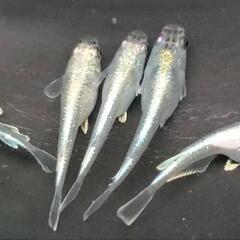 （決まりました)めだか🐟メタ梨花🌷５匹セット