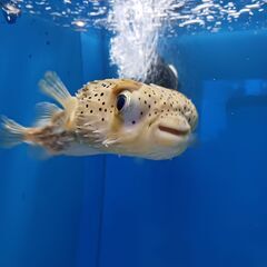 さいきん長崎に引っ越して来ました！！ − 長崎県