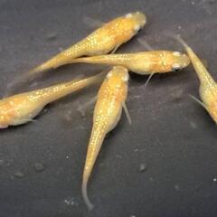 （決まりました)めだか🐟菜花🌼５匹セット