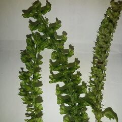 紫蘇の実２０ｇ