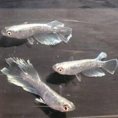 (決まりました)めだか🐟グランブルーKWF🐟トリオ
