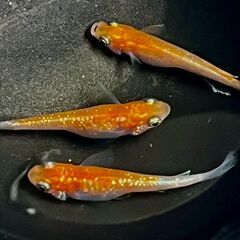 増量！　王華　メダカ・めだか の有精卵　24－15　15個→20個+αの画像