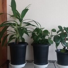 観葉植物3鉢差し上げます（無料）