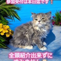 10/6(日)譲渡会。メインクーン♂足長ミヌエット♀短足マンチカン♂ラガマフィン♂(⋈◍＞◡＜◍)。✧♡ - 猫