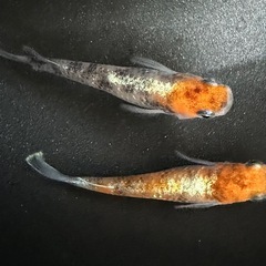 ②【メダカの寄り道】品種追加！の画像