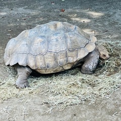 動物やペットのトークグル！