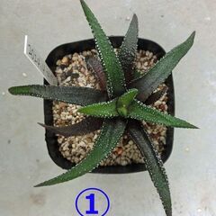 （お話し中）④【無料】多肉植物　ハオルチア　エノン